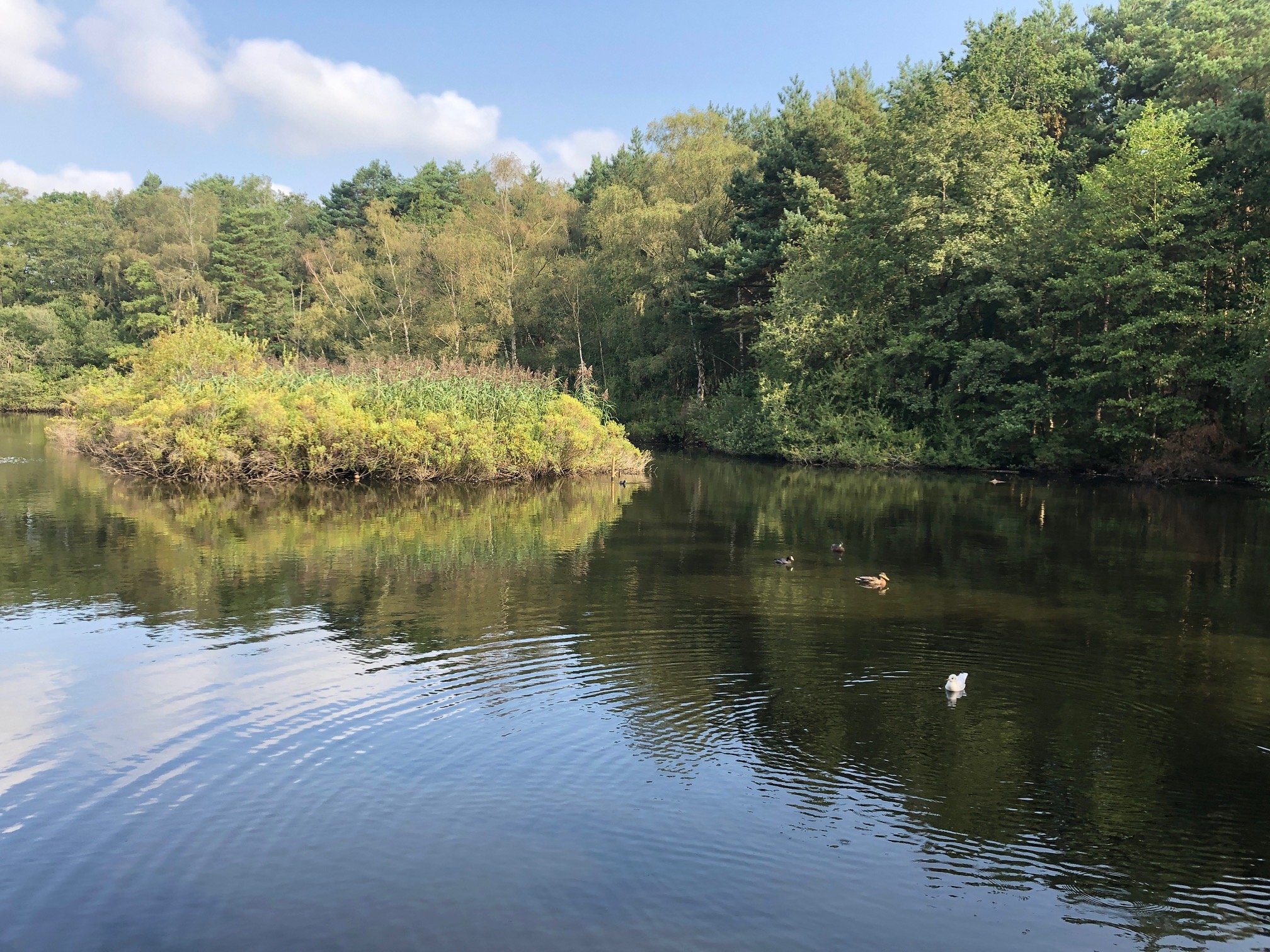 Lightwater Country Park Lake