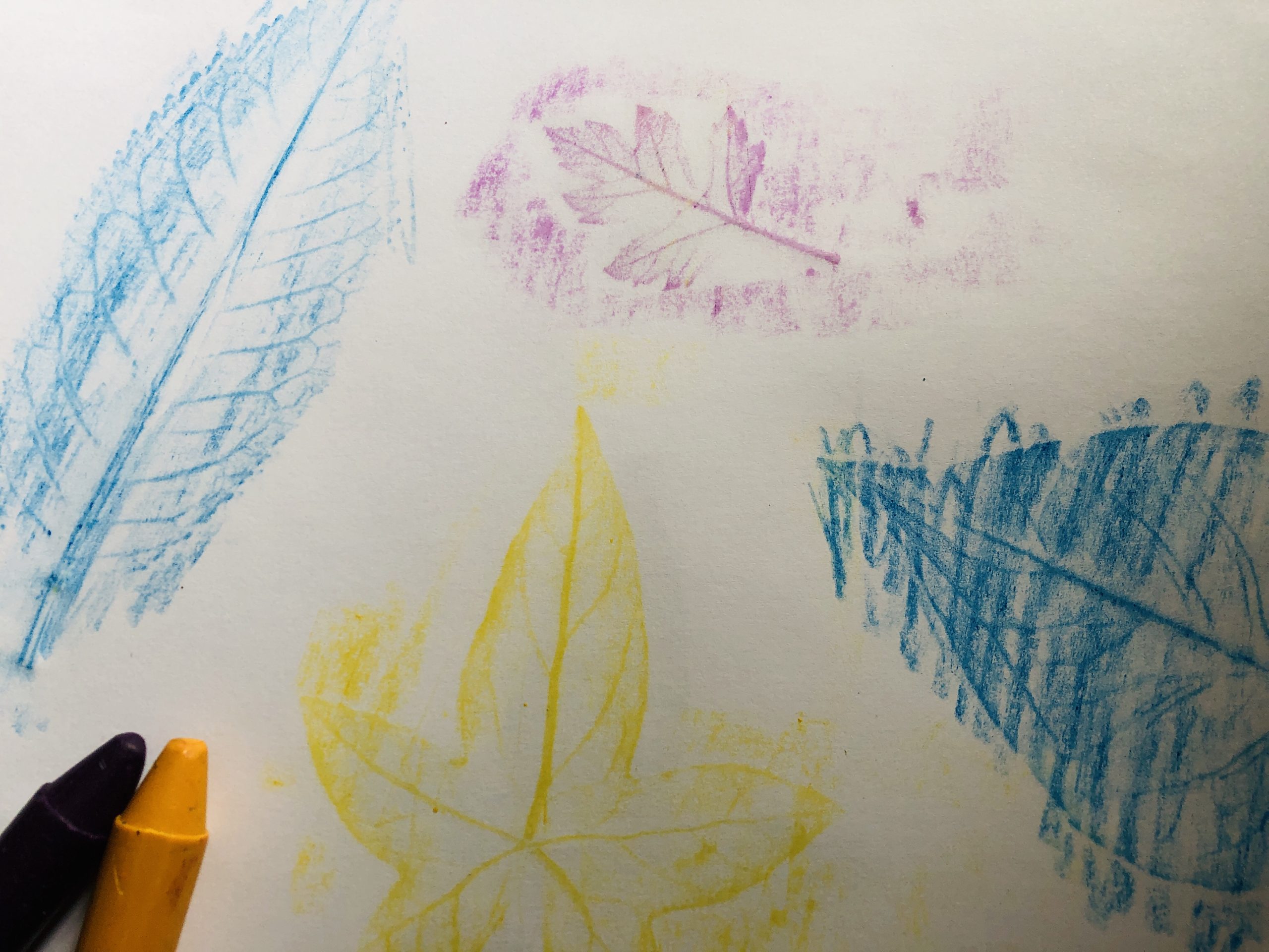 Leaf Rubbings