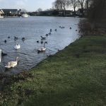 Feeding the Ducks at Runnymede