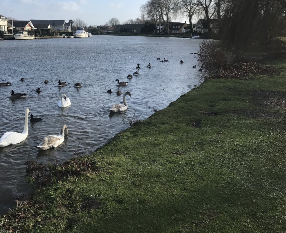 Feeding the Ducks at Runnymede