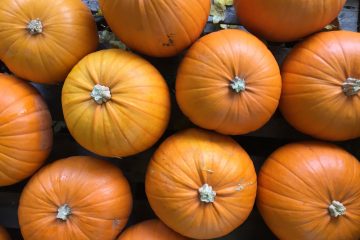 Pick Your Own Pumpkin