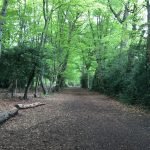 Woodland Walk at the Windlesham Fields of Remembrance