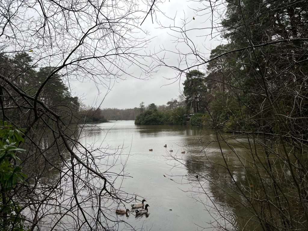 Wildlife at California Country Park