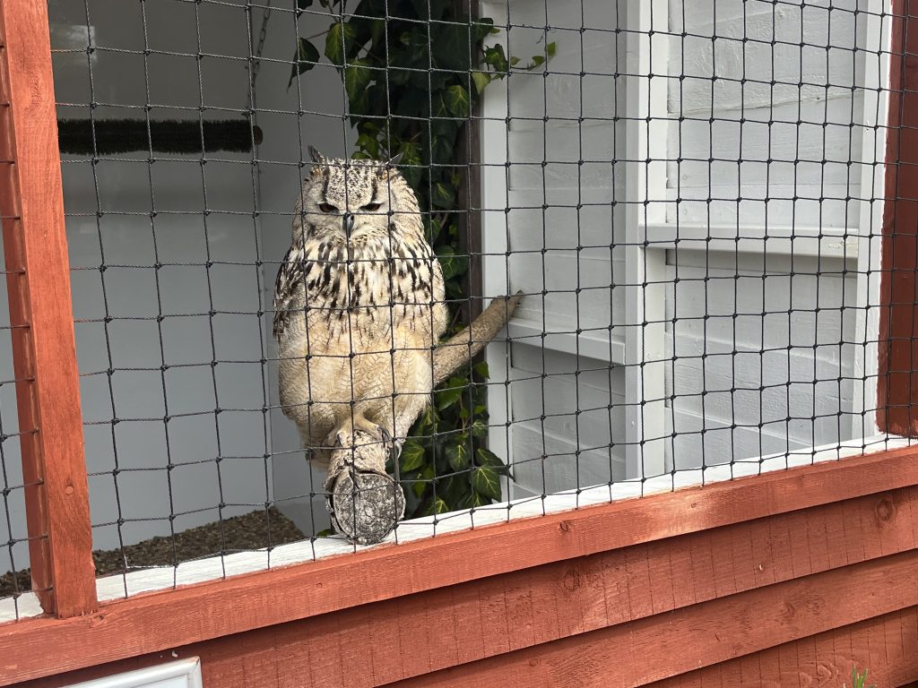 Owl Moss End