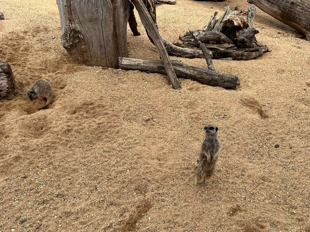 BCA Zoo 