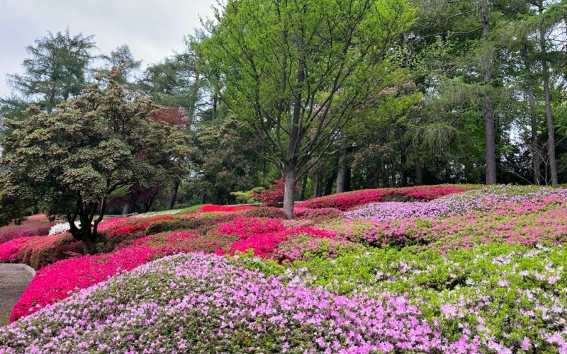 Punch Bowl in Valley Gardens Virginia Water