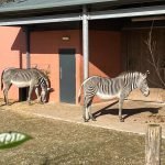 Marwell Zoo