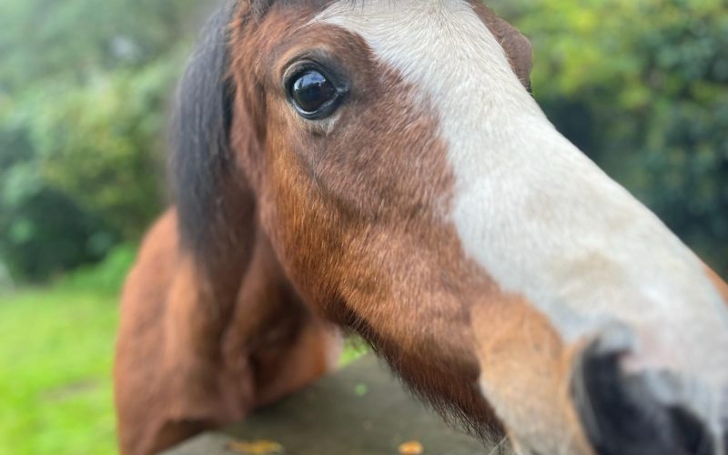 Horse Riding Lessons in Berkshire