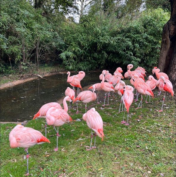 Birdworld