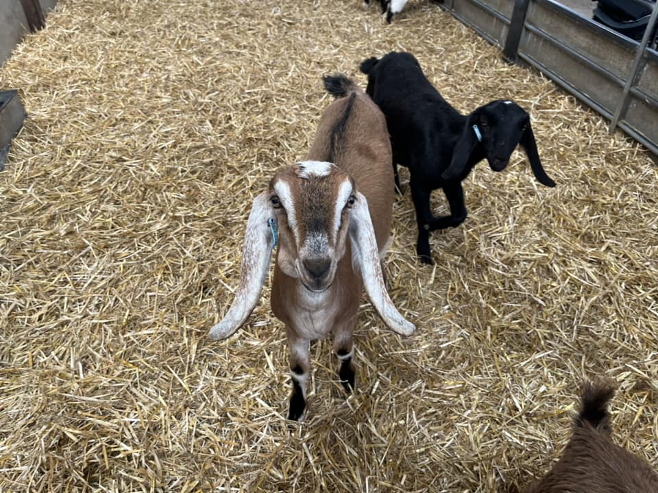 Odds Farm Park