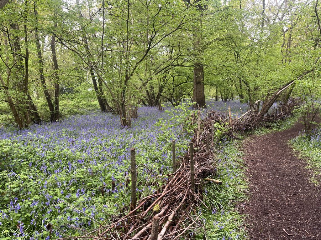 Little Thrift Wood, Maidenhead Bluebells