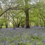 Bluebells at Little Thrift Wood in Berkshire