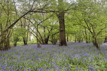 Bluebells at Little Thrift Wood in Maidenhead