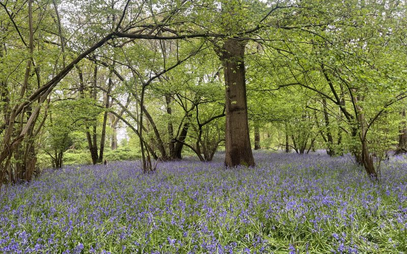 Bluebells at Little Thrift Wood in Maidenhead