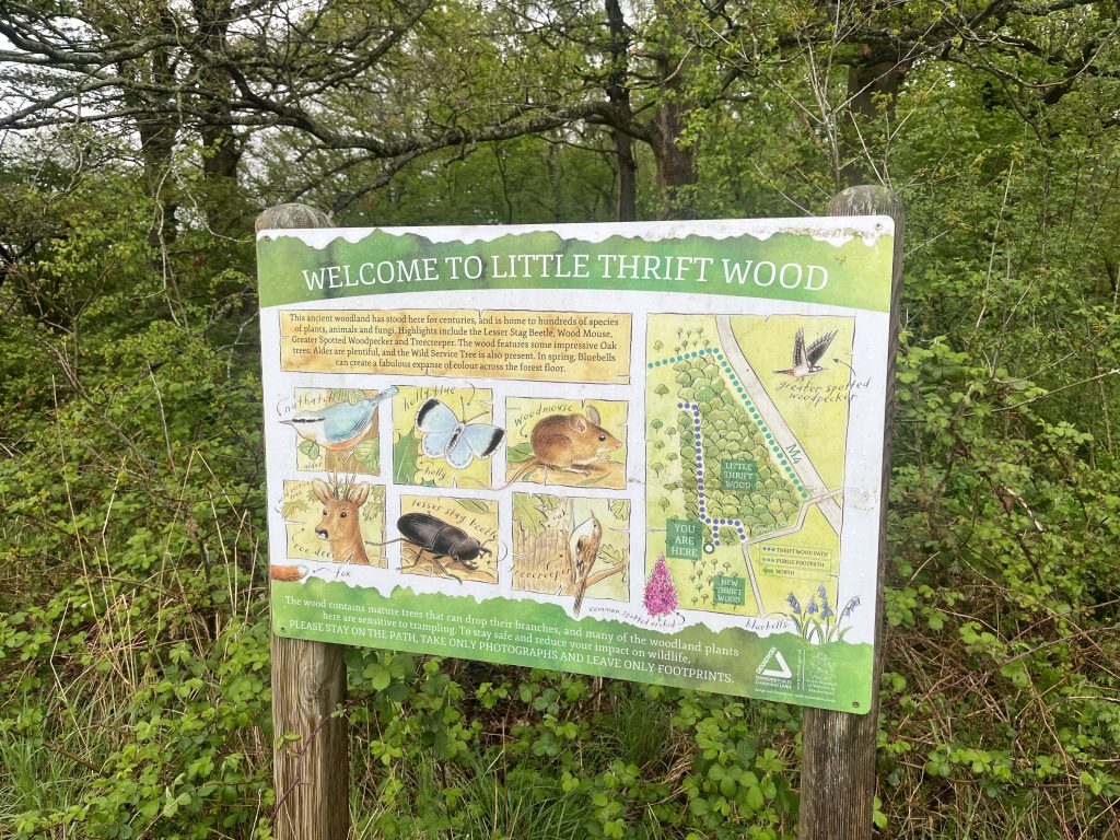 Little Thrift Wood in Maidenhead
