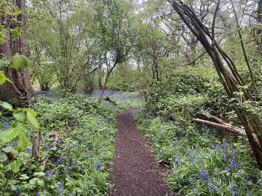 Bluebells at Little Thrift Wood in Maidenhead