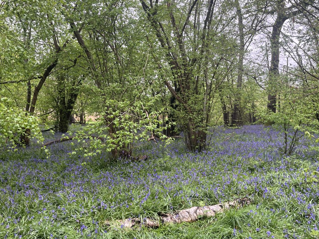 Little Thrift Wood, Maidenhead