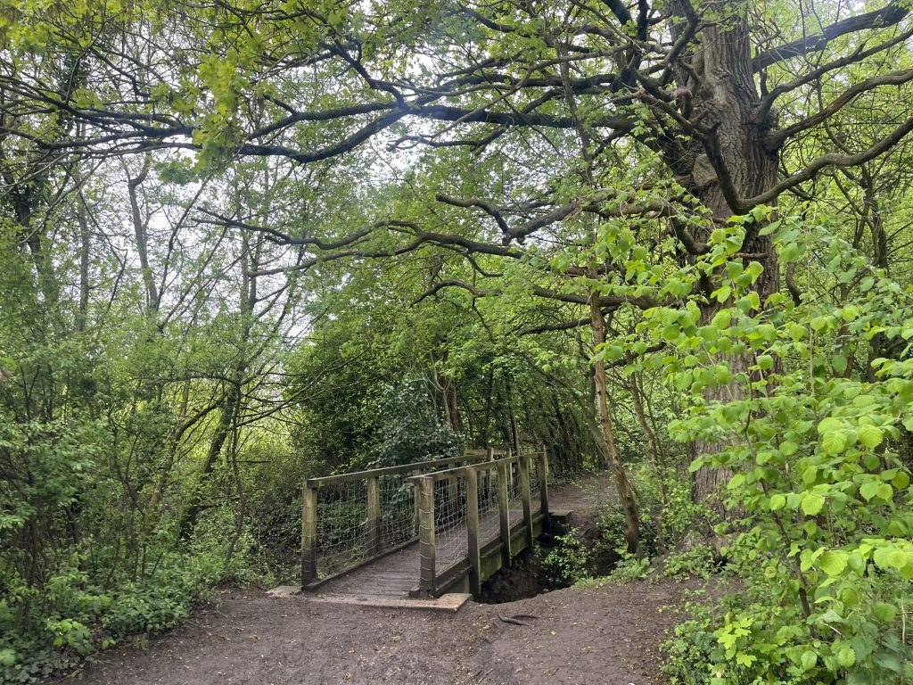 Woodland near Ockwells Park in Maidenhead